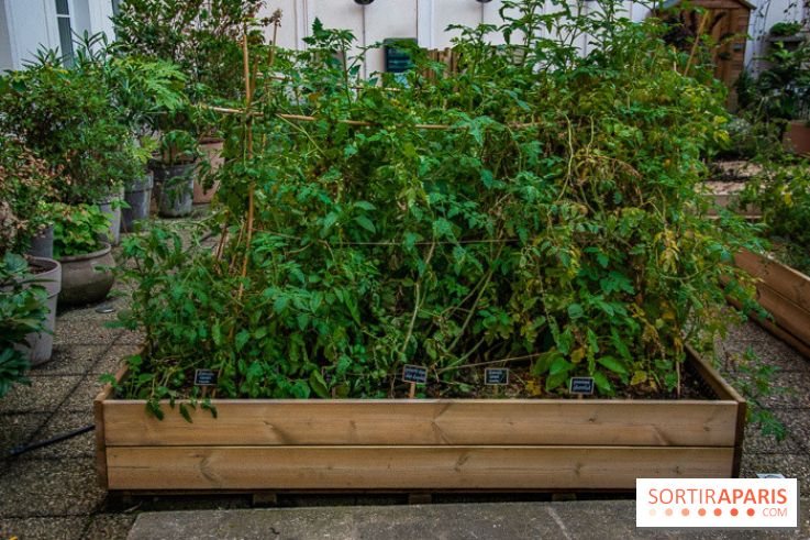 L'Hôtel des Grands Boulevards inaugure son potager suspendu