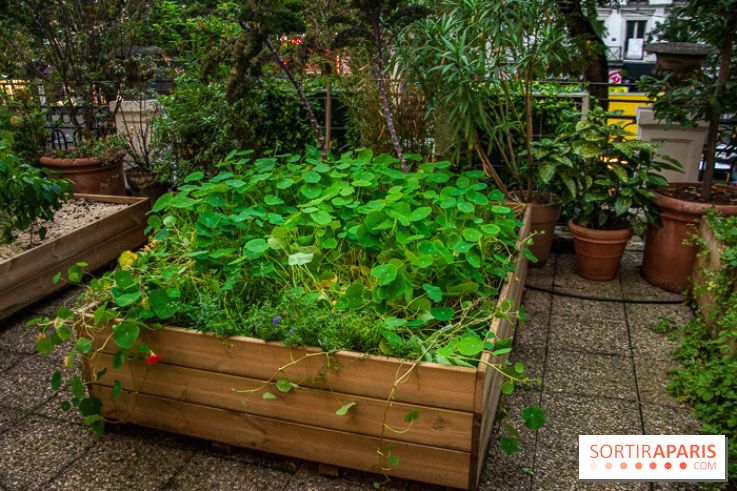 L'Hôtel des Grands Boulevards inaugure son potager suspendu