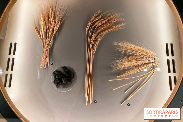 Je mange donc je suis au Musée de l'Homme