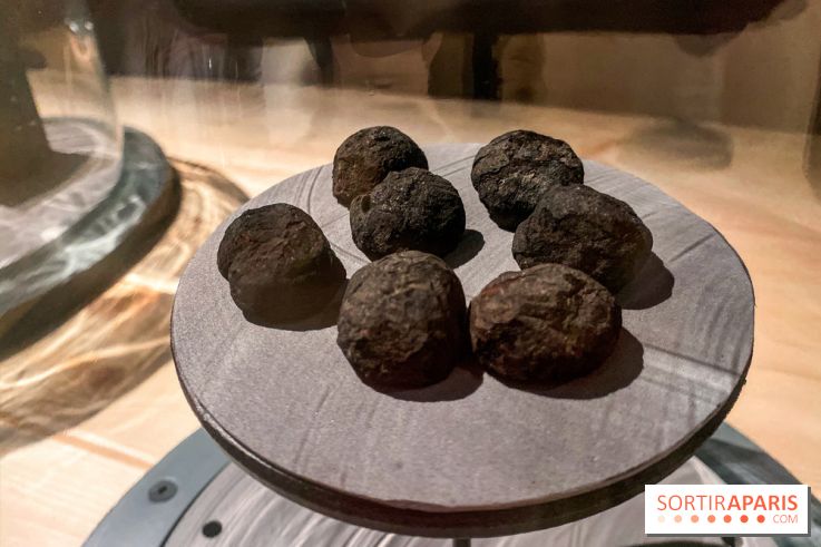 Je mange donc je suis au Musée de l'Homme