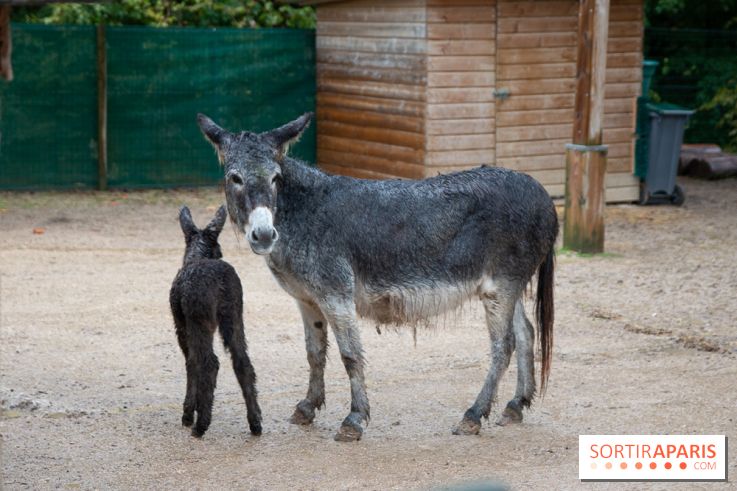Campanile Val de France : nos photos