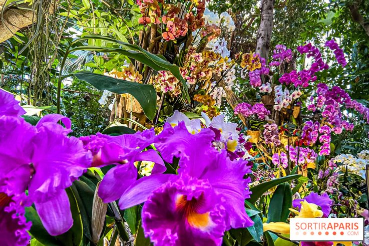 Exposition Mille et une Orchidées 2020 au Jardin des Plantes - les photos