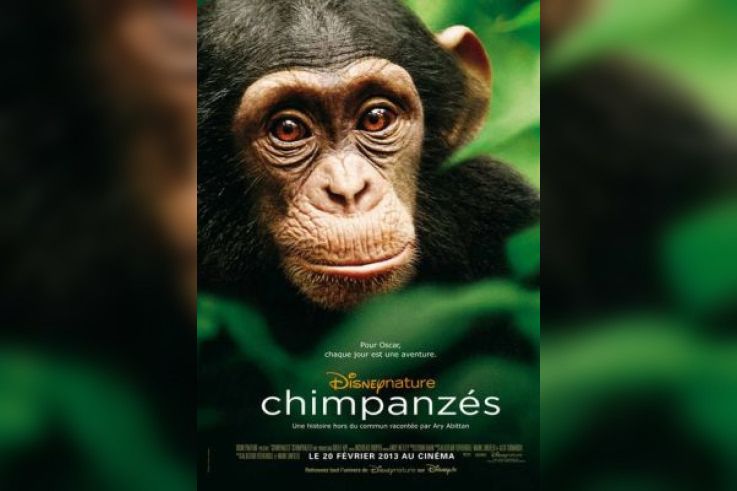 Chimpanzés