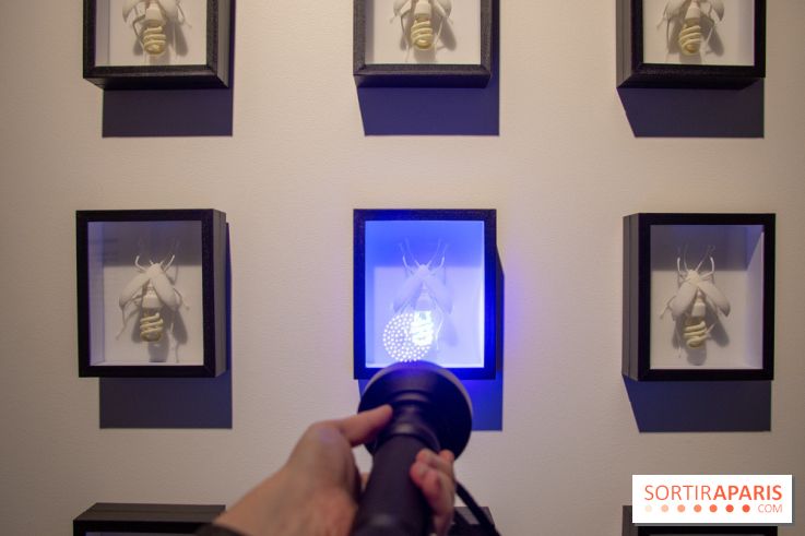 Araignées, Lucioles et Papillons au Musée en Herbe : nos photos