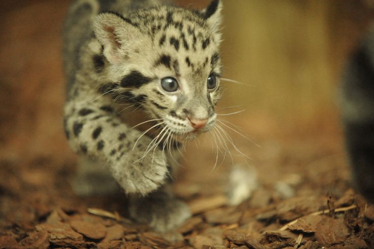 La Ménagerie du jardin des Plantes