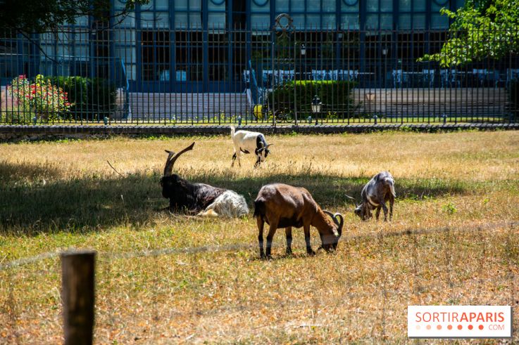 Le Waldorf Astoria Trianon Palace, un écrin royal au cœur du parc de Versailles