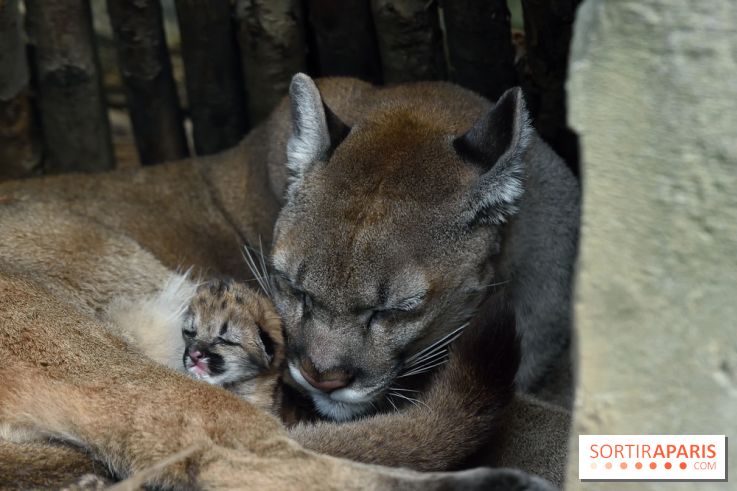 Naissances au Parc Zoologique de Paris