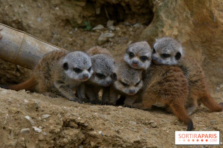 Naissances au Parc Zoologique de Paris