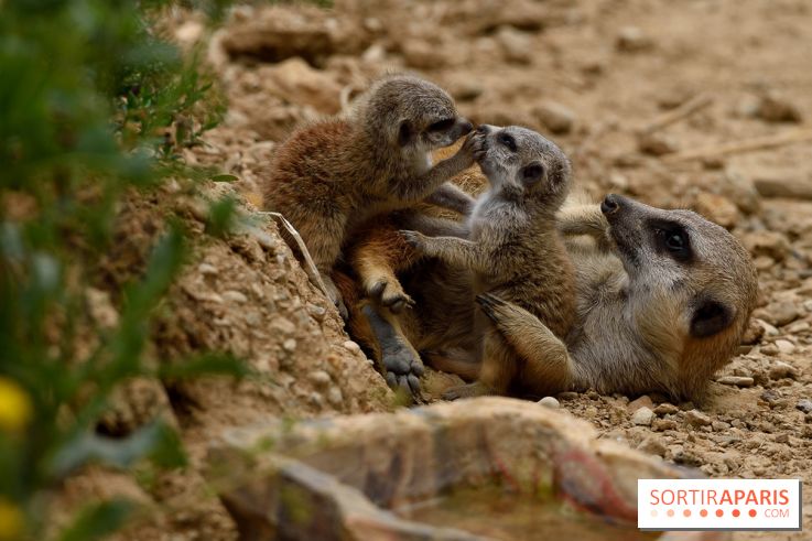 Naissances au Parc Zoologique de Paris