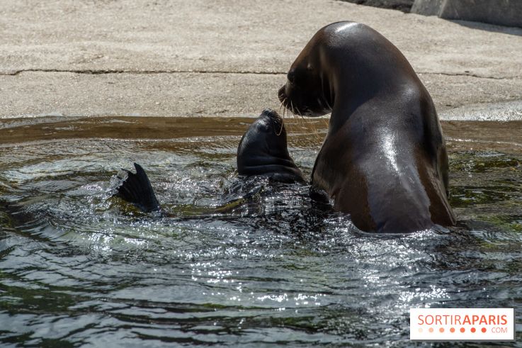 Naissances au Parc Zoologique de Paris