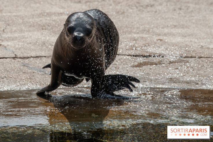 Naissances au Parc Zoologique de Paris
