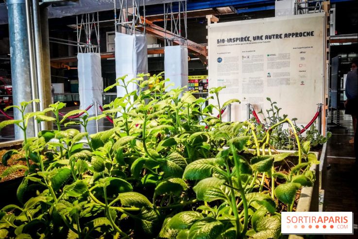 Bio-inspirée, la nouvelle expo permanente à la Cité des Sciences et de l'Industrie