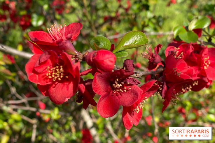 Les cerisiers et arbres en fleurs de l’Arboretum de Chevreloup