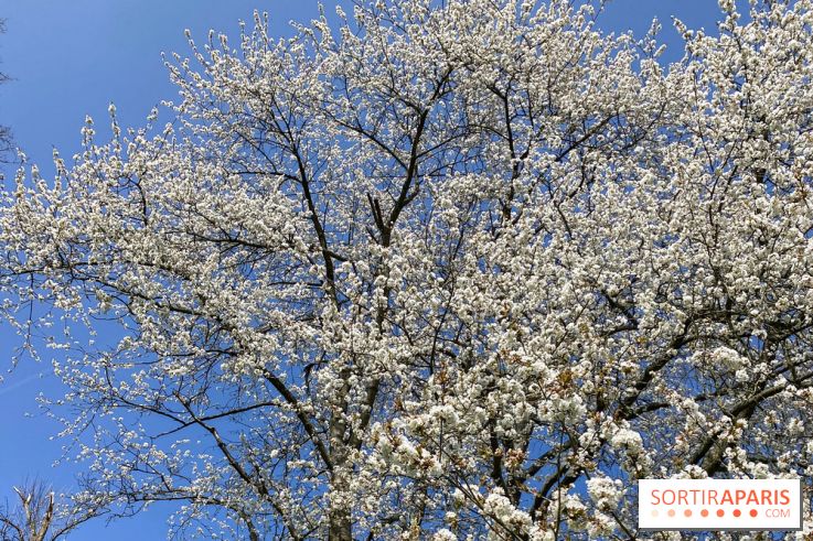 Les cerisiers et arbres en fleurs de l’Arboretum de Chevreloup