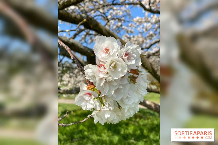 Les cerisiers et arbres en fleurs de l’Arboretum de Chevreloup