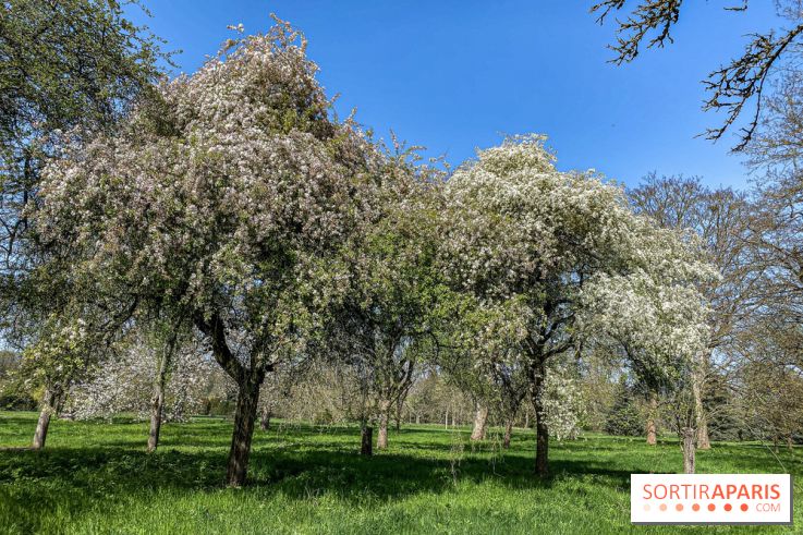 Les cerisiers et arbres en fleurs de l’Arboretum de Chevreloup