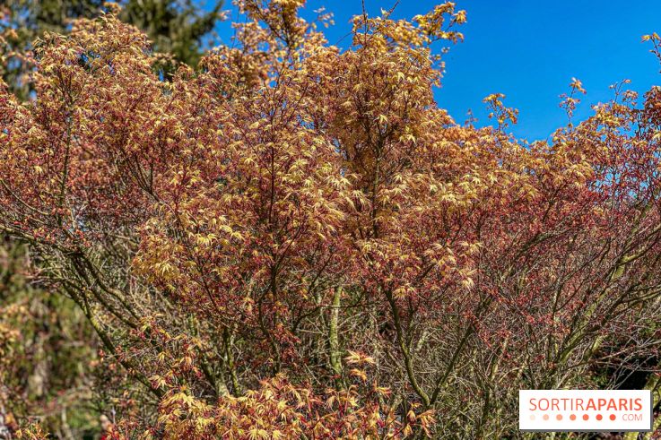 Les cerisiers et arbres en fleurs de l’Arboretum de Chevreloup