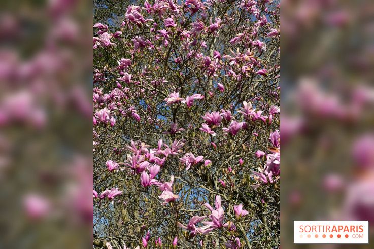 Les cerisiers et arbres en fleurs de l’Arboretum de Chevreloup