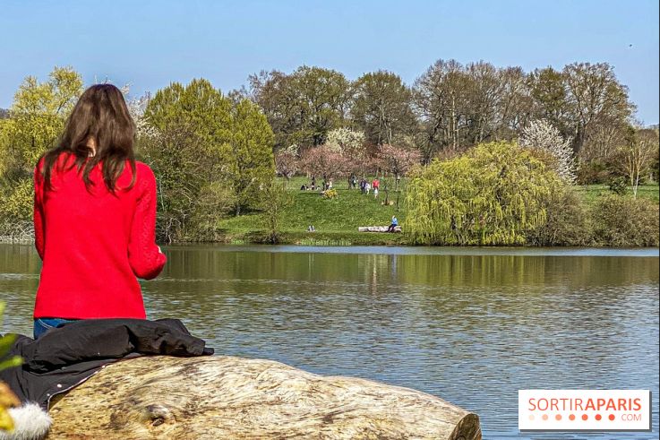 Les cerisiers et arbres en fleurs de l’Arboretum de Chevreloup