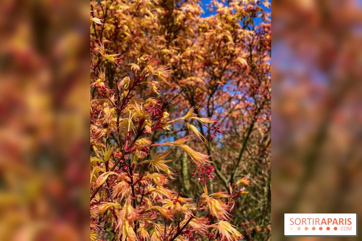 Les cerisiers et arbres en fleurs de l’Arboretum de Chevreloup