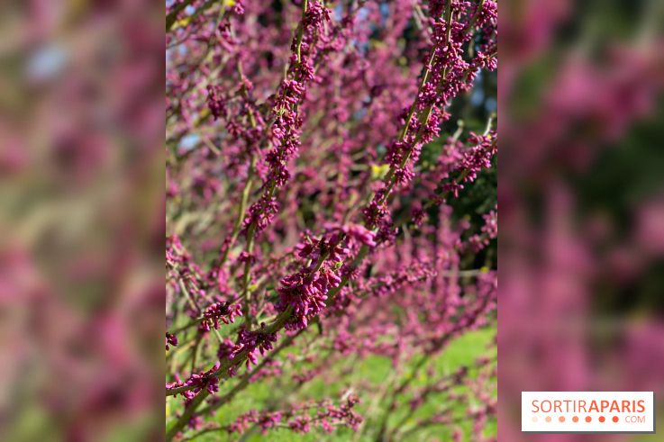 Les cerisiers et arbres en fleurs de l’Arboretum de Chevreloup