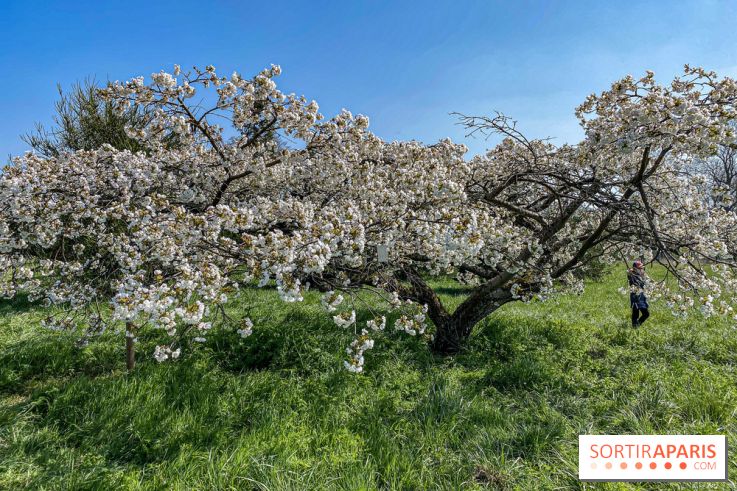 Les cerisiers et arbres en fleurs de l’Arboretum de Chevreloup