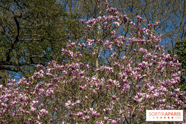 Les cerisiers et arbres en fleurs de l’Arboretum de Chevreloup
