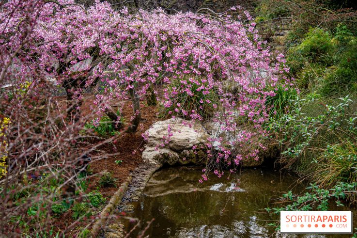 Cerisiers en fleurs à paris et aux alentours - Parc Montsouris