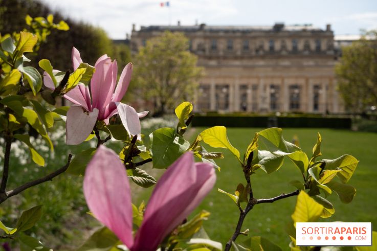 Cerisiers en fleurs à paris et aux alentours - Palais Royal