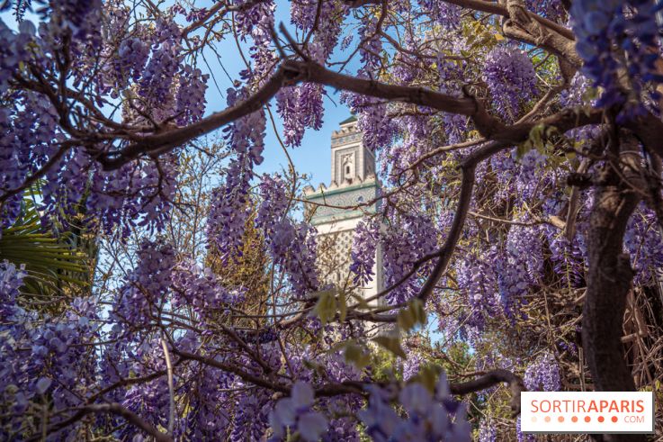 La Mosquée de Paris et son jardin en fleurs