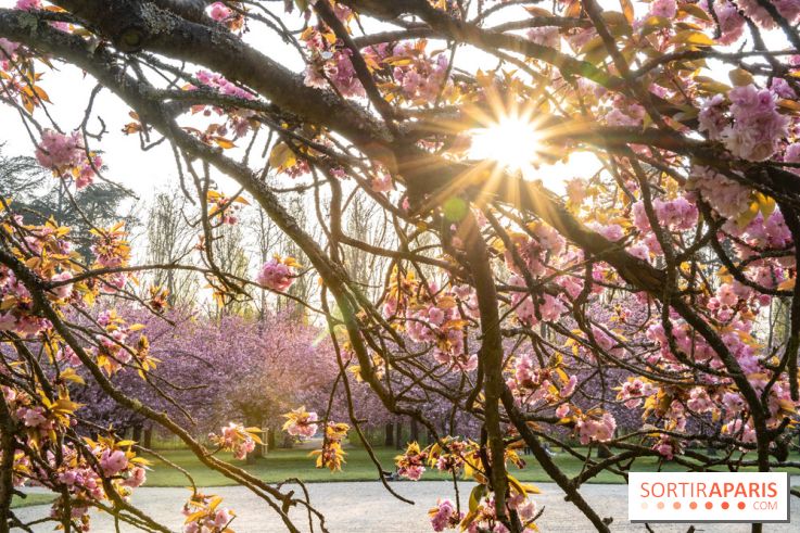 Le Parc de Sceaux et ses cerisiers en fleurs