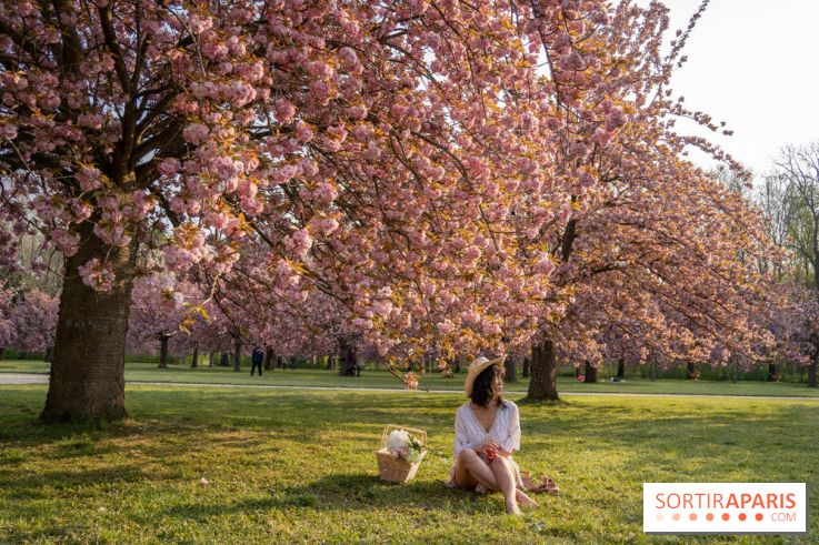 Le Parc de Sceaux et ses cerisiers en fleurs
