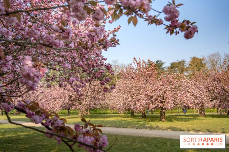 Le Parc de Sceaux et ses cerisiers en fleurs