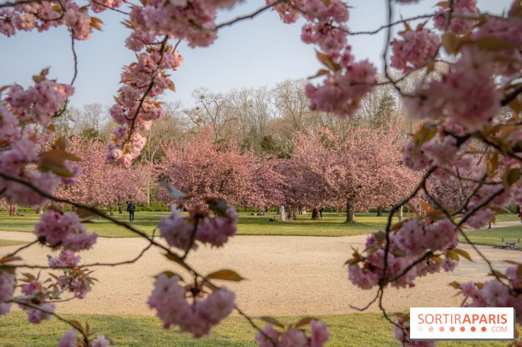Le Parc de Sceaux et ses cerisiers en fleurs