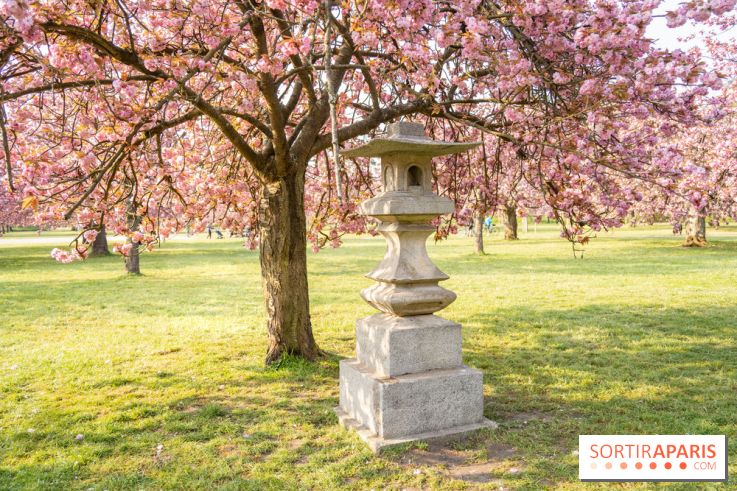 Le Parc de Sceaux et ses cerisiers en fleurs