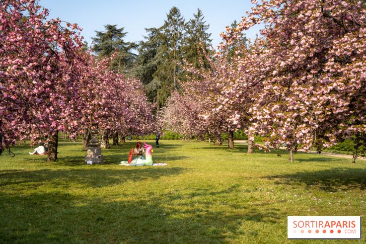 Le Parc de Sceaux et ses cerisiers en fleurs