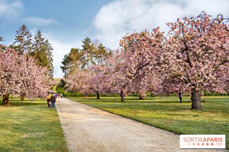 Le Parc de Sceaux et ses cerisiers en fleurs