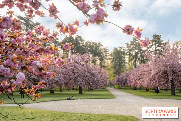 Le Parc de Sceaux et ses cerisiers en fleurs