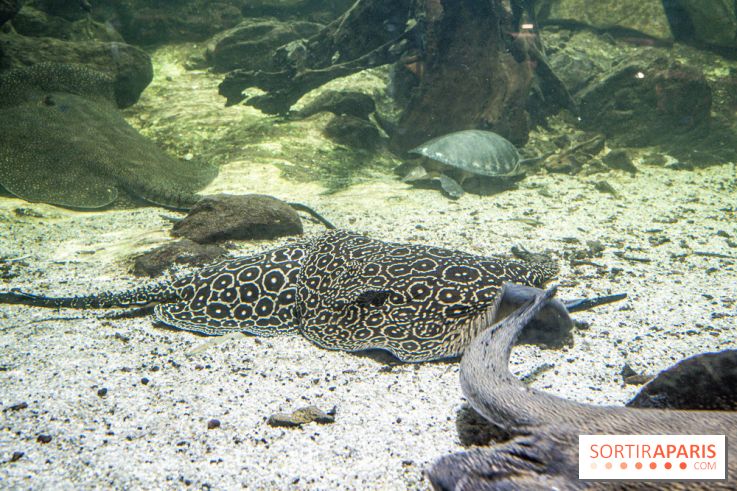 L'Aquarium Tropical de la Porte Dorée