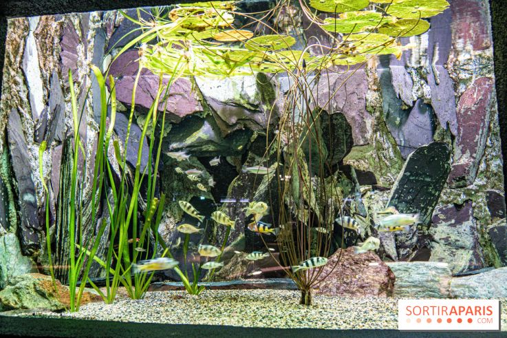 L'Aquarium Tropical de la Porte Dorée