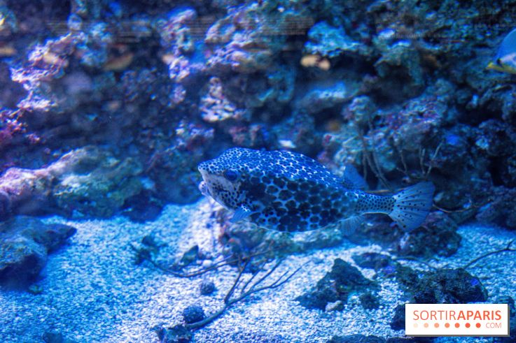 L'Aquarium Tropical de la Porte Dorée