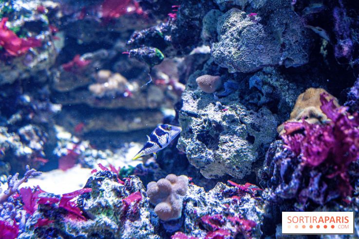 L'Aquarium Tropical de la Porte Dorée