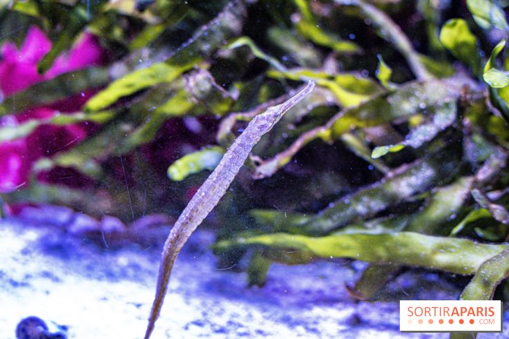 L'Aquarium Tropical de la Porte Dorée