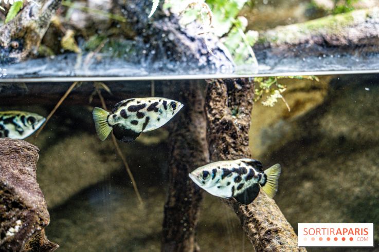 L'Aquarium Tropical de la Porte Dorée