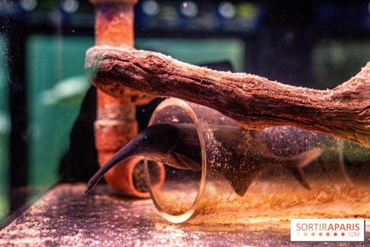 L'Aquarium Tropical de la Porte Dorée