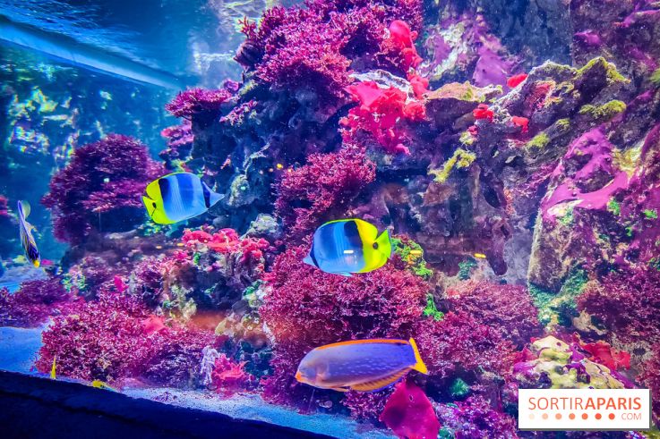 L'Aquarium Tropical de la Porte Dorée