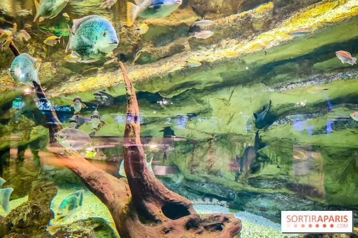 L'Aquarium Tropical de la Porte Dorée