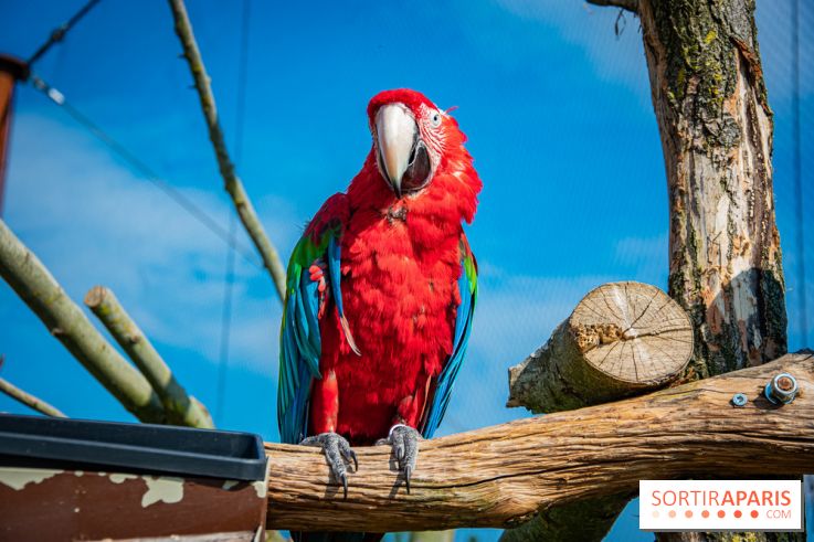 Parrot World, le parc animalier immersif d'Île-de-France