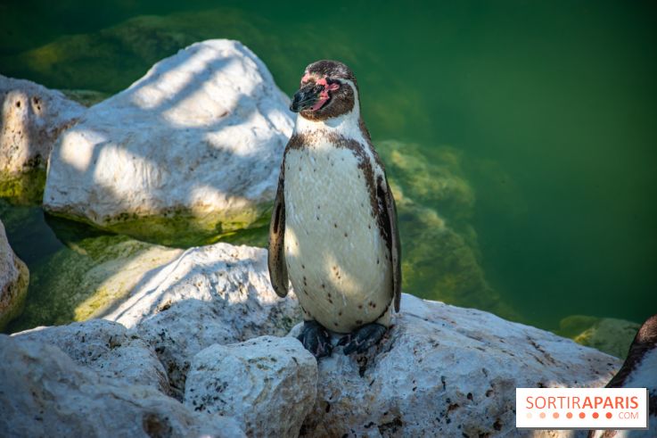 Parrot World, le parc animalier immersif d'Île-de-France