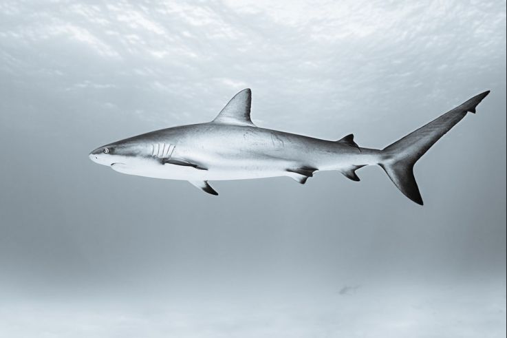 Sous la Seine 2 : une suite prévue sur Netflix pour le film de requins français